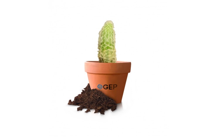 Cactus in a Terracotta Pot