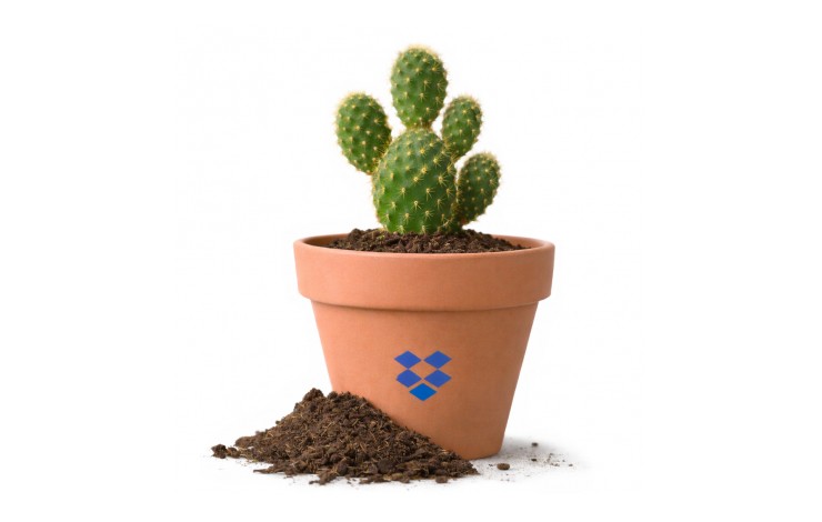 Cactus in a Terracotta Pot