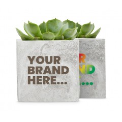 Clay Pot - Succulent Plant