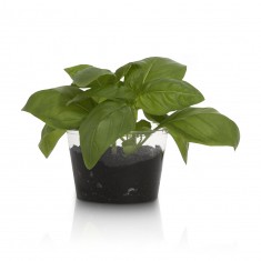 Compostable Plant Pot