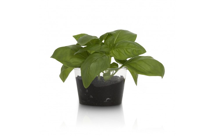 Compostable Plant Pot