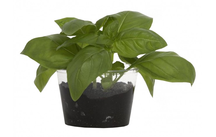 Compostable Plant Pot