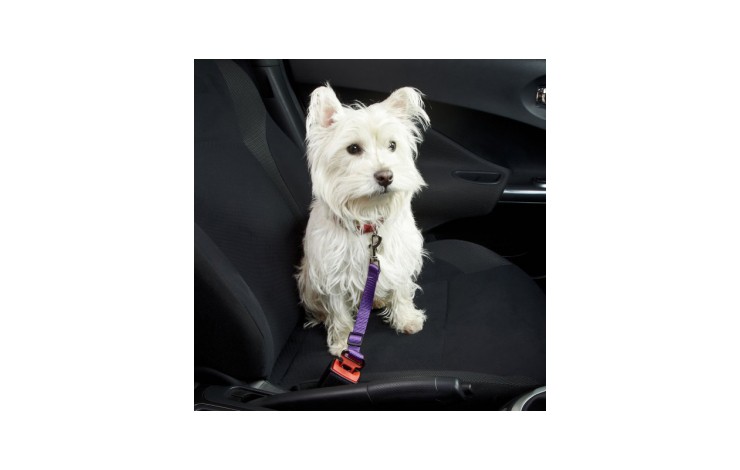 Dog Seat Belt