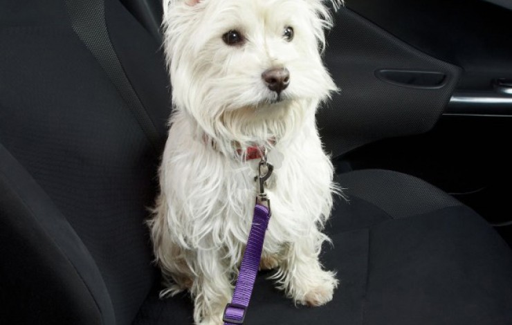 Dog Seat Belt