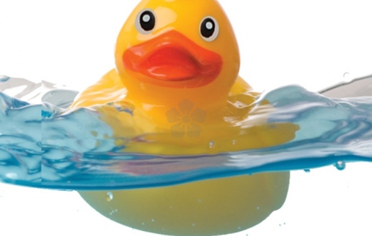 Floating Duck