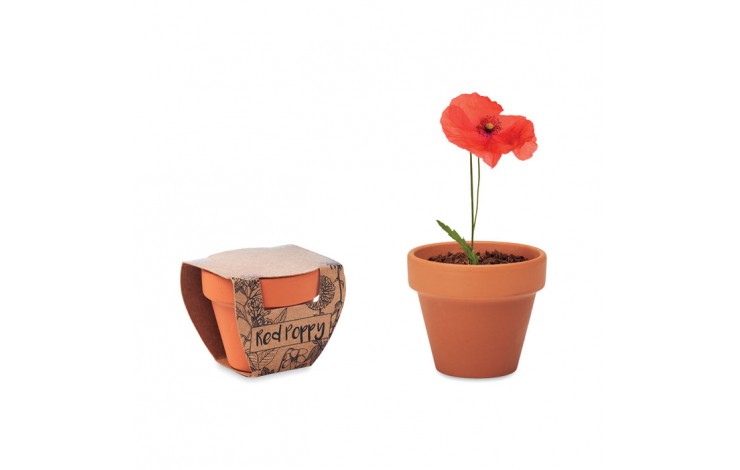 Grow Your Own Terracotta Pot