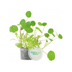 Grow Your Own Garden Pot