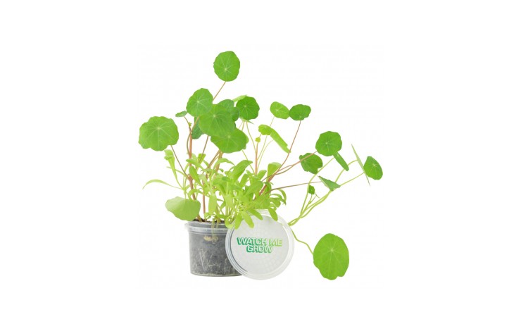 Grow Your Own Garden Pot