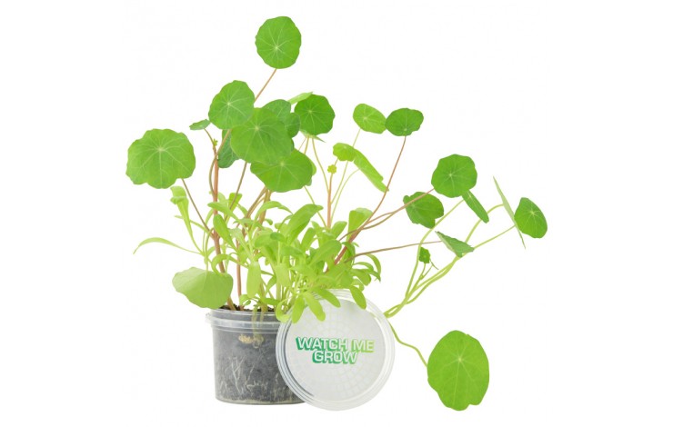 Grow Your Own Garden Pot