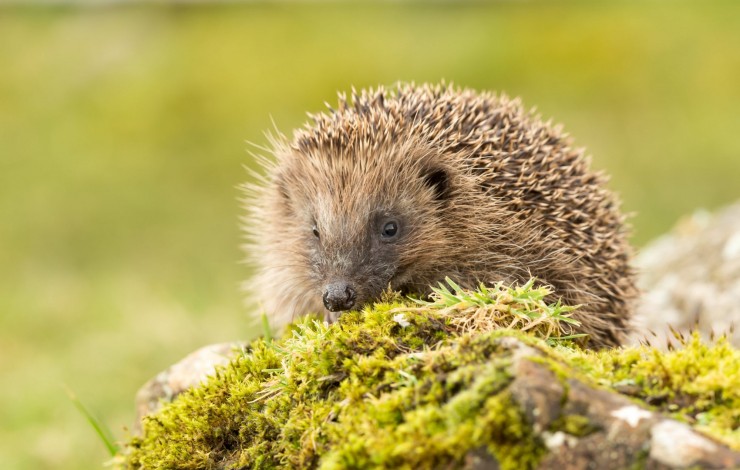 Protect UK Wildlife